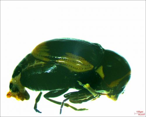 Cryptocephalus moraei